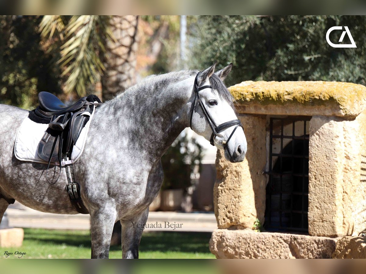 PRE Stallion 7 years 16,2 hh in Puerto Lumbreras