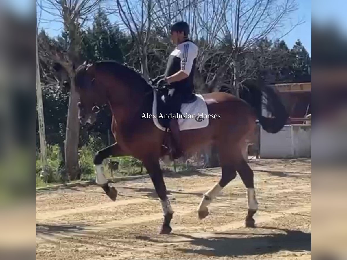 PRE Mix Stallion 7 years 16,2 hh Brown in Sevilla PRE Mix Stallion 7 years 16,2 hh Brown in Sevilla