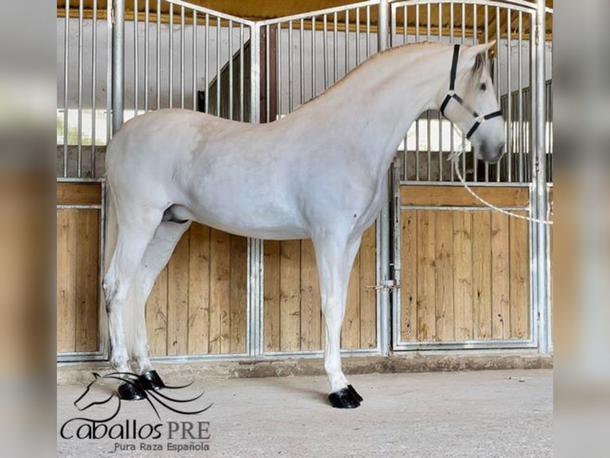 PRE Mix Stallion 7 years 16,2 hh Gray in Merida