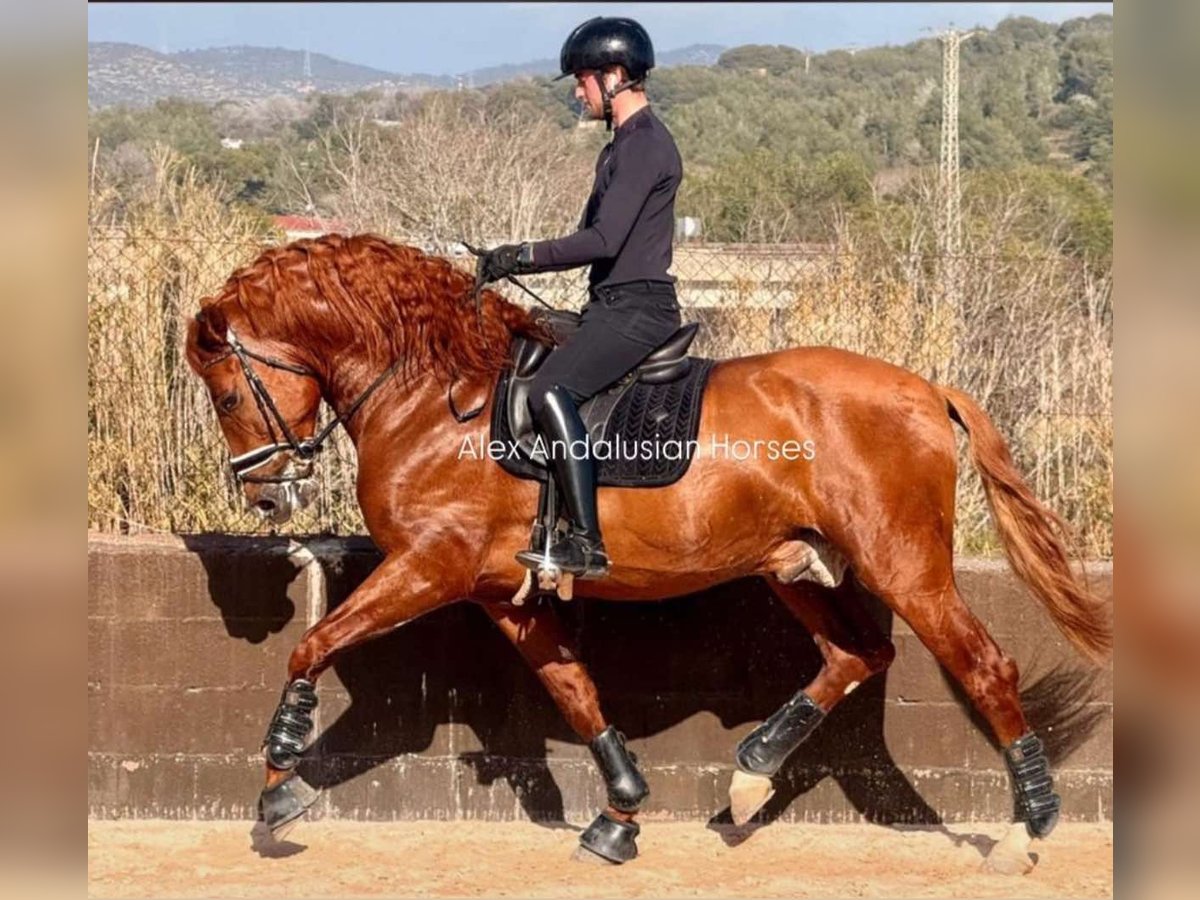 PRE Mix Stallion 7 years 17 hh Chestnut-Red in Sevilla