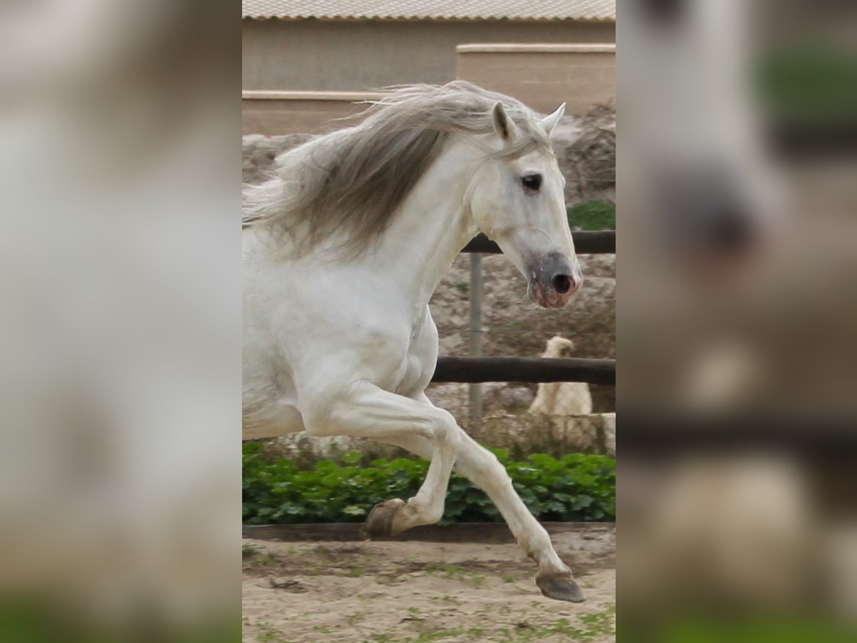 PRE Mix Stallion 7 years 17 hh in Almerimar