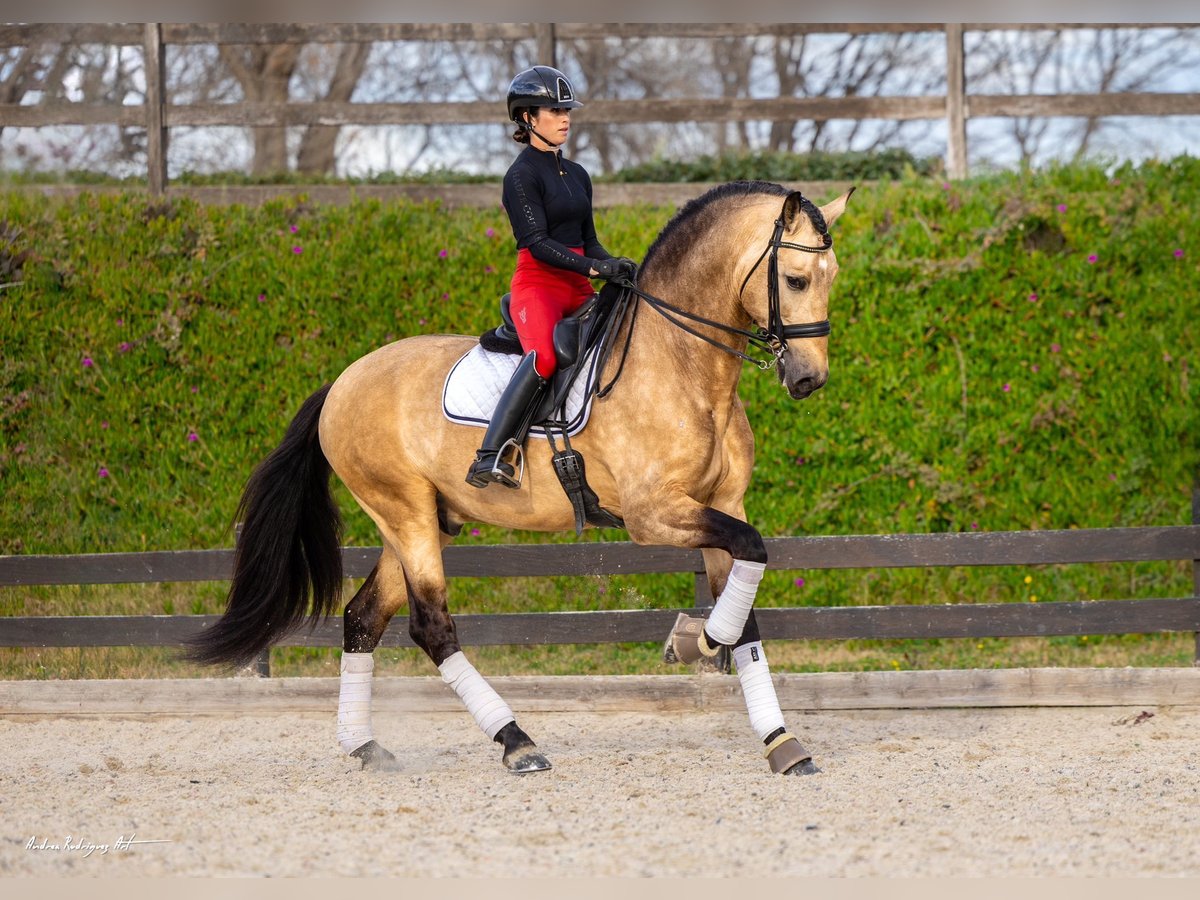 PRE Stallion 7 years 17 hh Dun in Barcelona