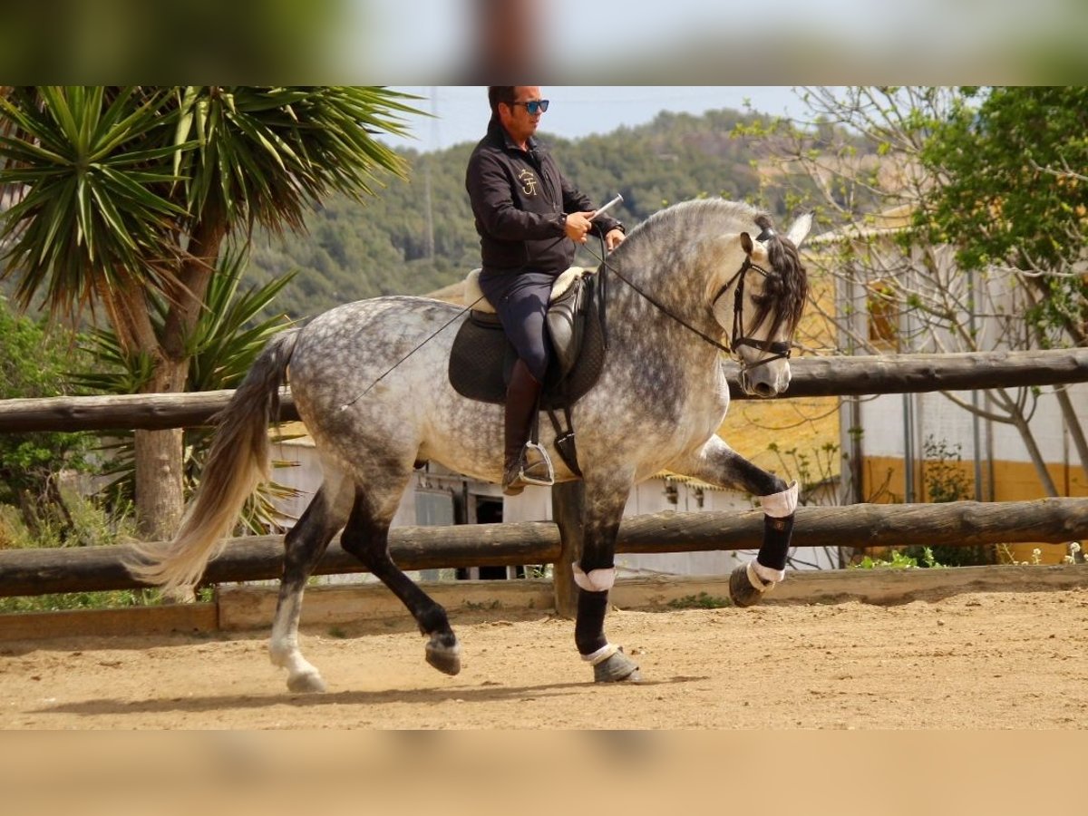 PRE Stallion 7 years 17 hh Gray in Barcelona