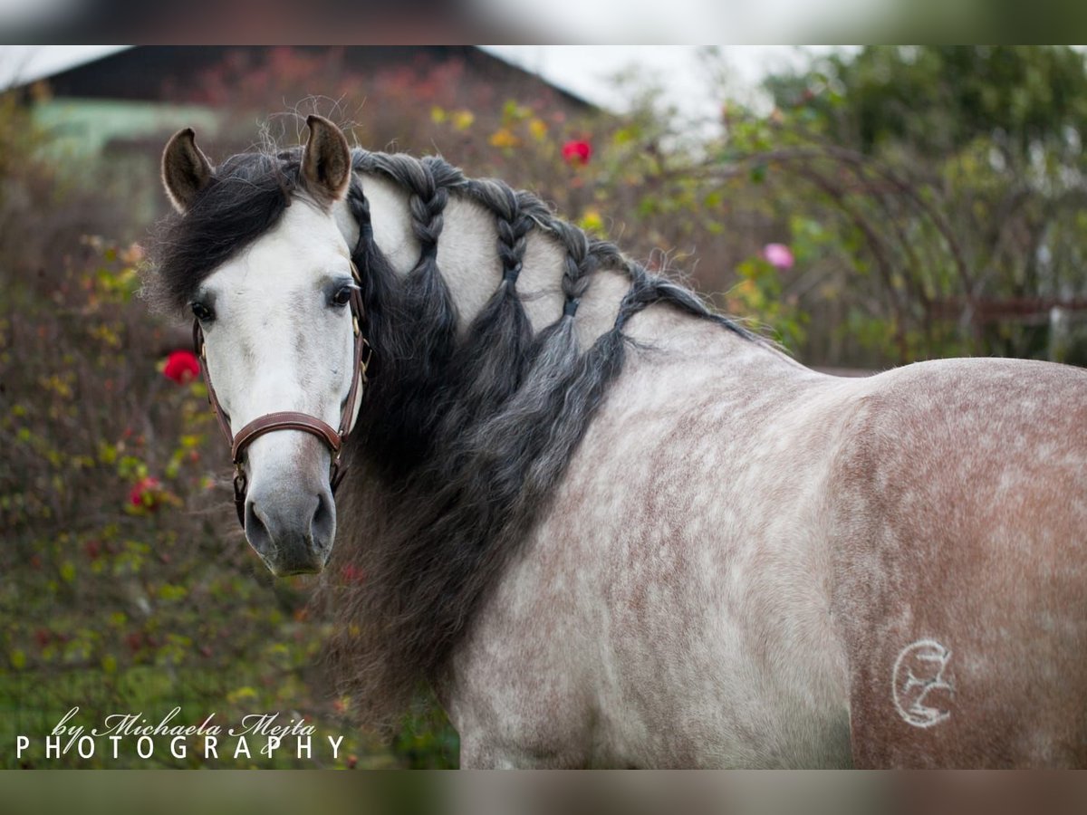 PRE Stallion 8 years 15,2 hh Gray-Dapple in Wien