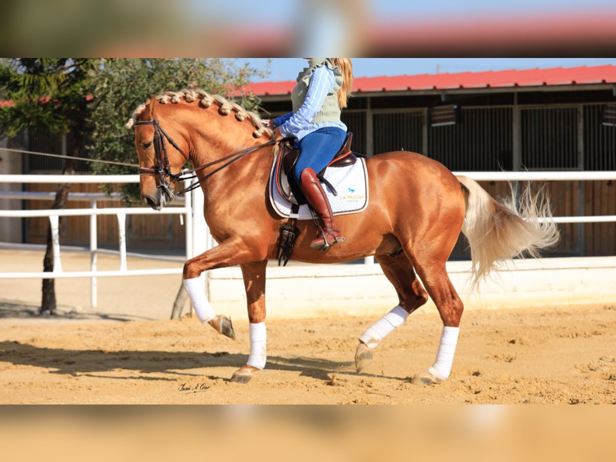 PRE Mix Stallion 8 years 15,2 hh Palomino in NAVAS DEL MADRONO
