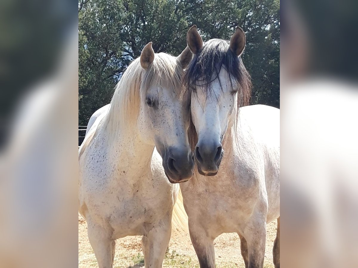 PRE Stallion 8 years 15,3 hh Gray in Pedret i Marza Girona