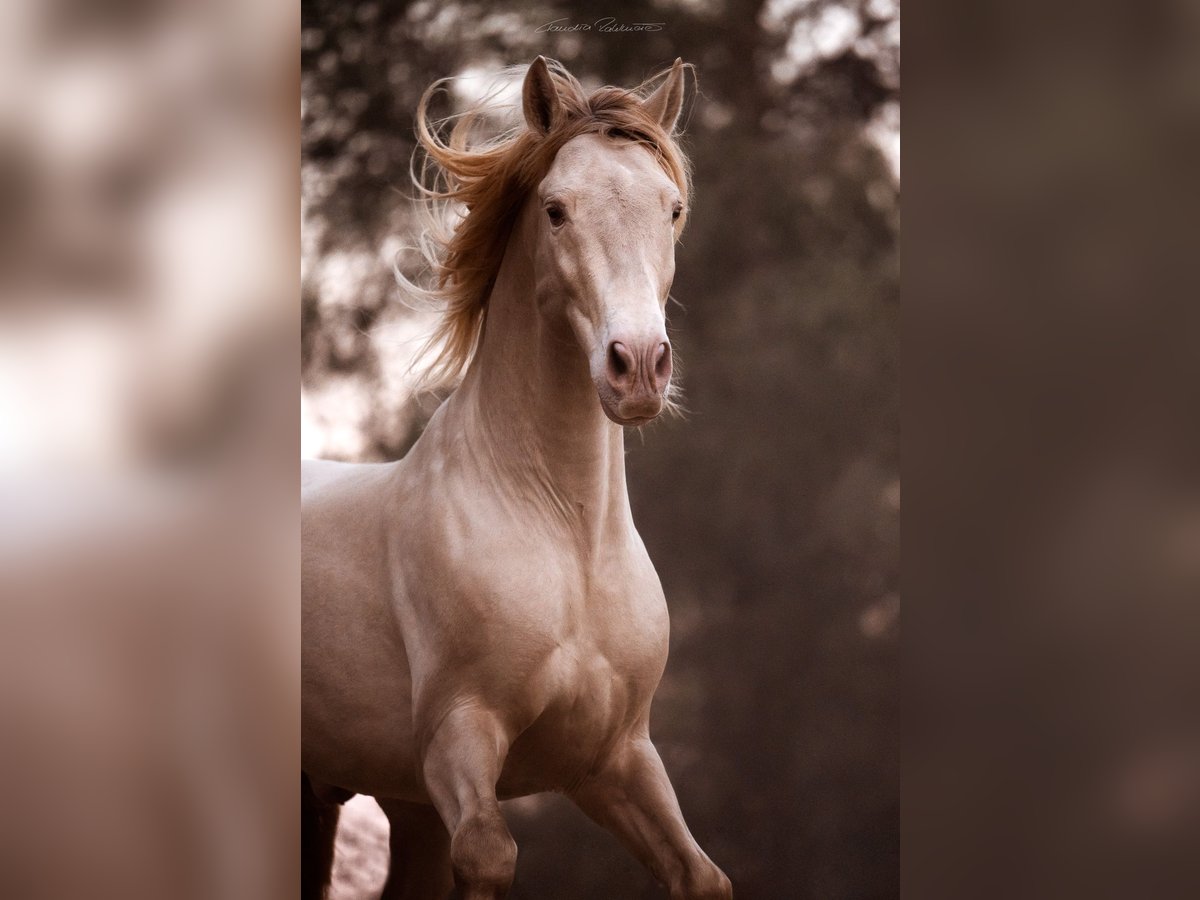 PRE Mix Stallion 8 years 15,3 hh Perlino in El Catllar