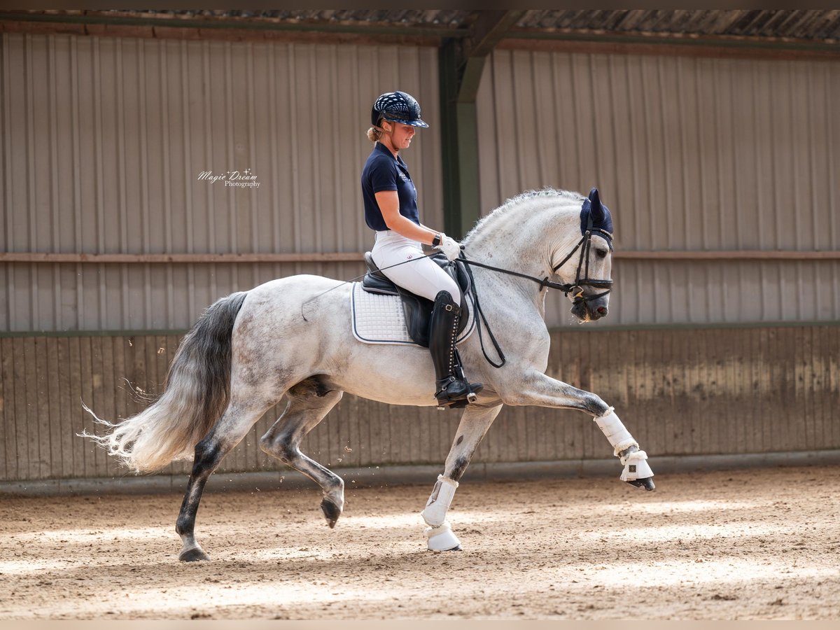 PRE Stallion 8 years 15,2 hh Gray in Vinkeveen
