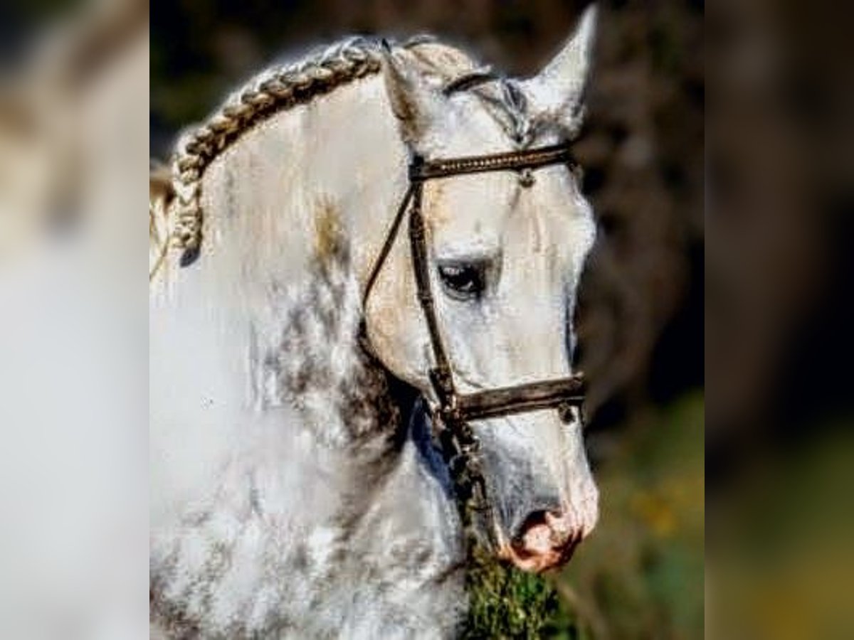 PRE Mix Stallion 8 years 15,2 hh Grey in Valencia PRE Mix Stallion 8 years 15,2 hh Grey in Valencia