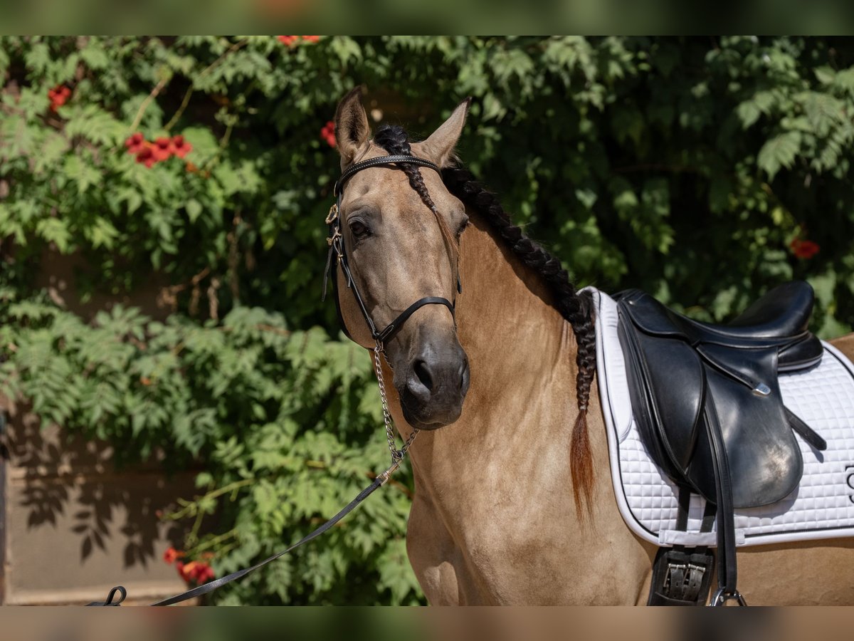 PRE Mix Stallion 8 years 15,3 hh Dun in Benifaio