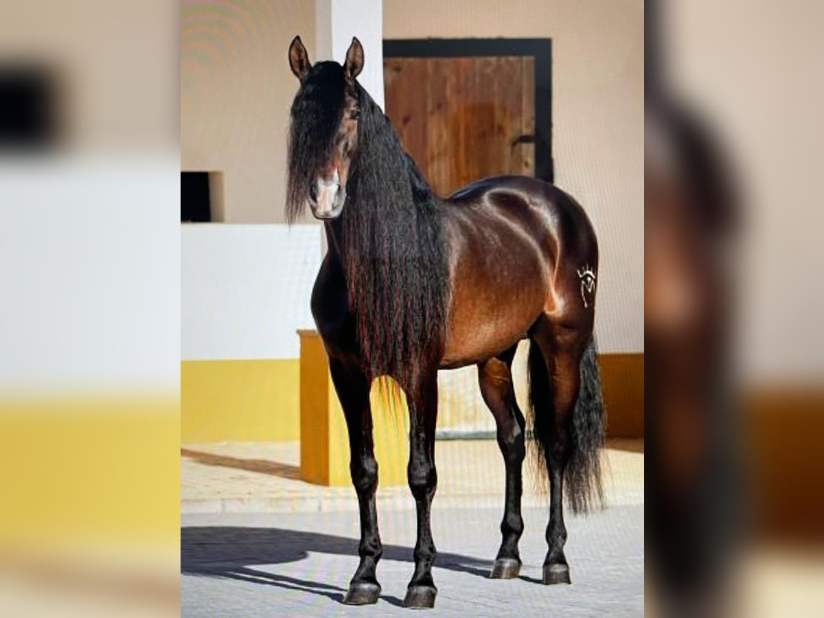 PRE Mix Stallion 8 years 16,1 hh Bay-Dark in Cadiz