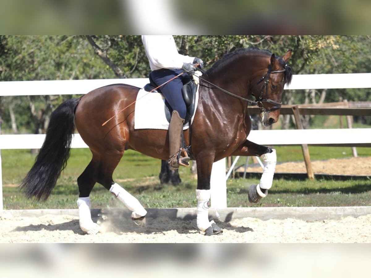 PRE Mix Stallion 8 years 16,1 hh Bay in NAVAS DEL MADRONO