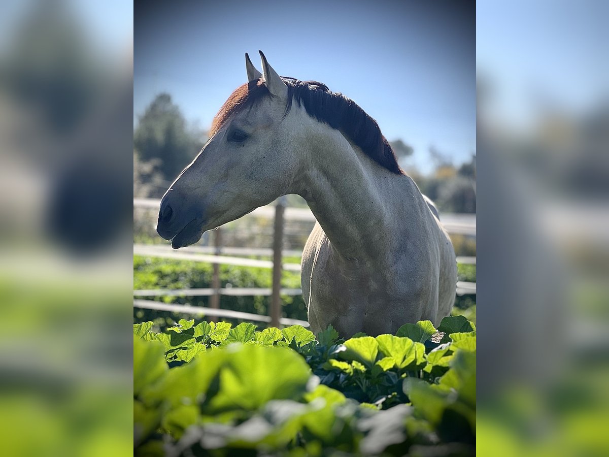 PRE Stallion 8 years 16,1 hh Buckskin in Malaga
