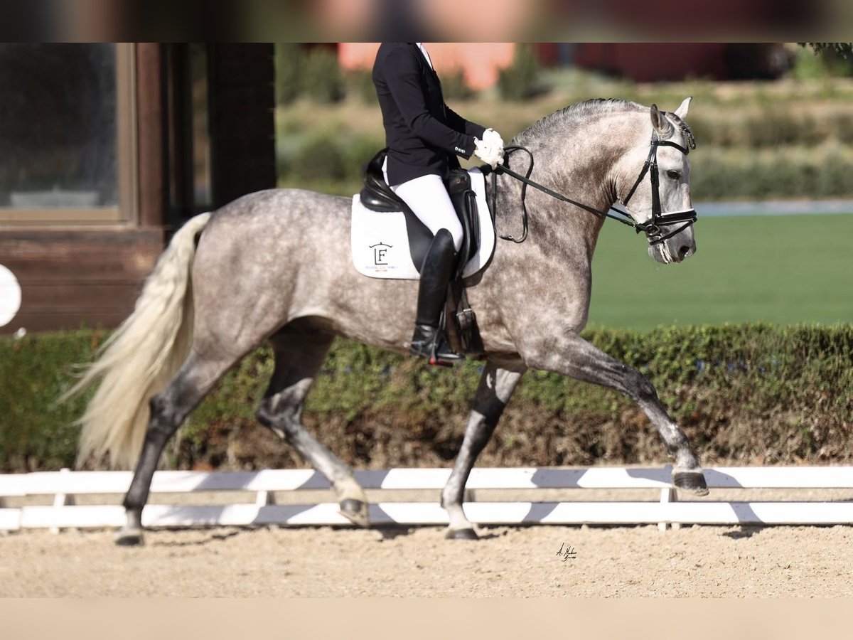 PRE Mix Stallion 8 years 16,1 hh Gray in 28040