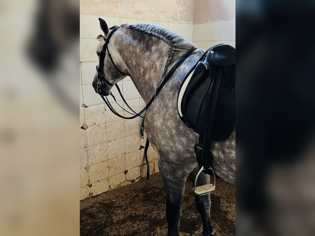PRE Mix Stallion 8 years 16,1 hh Gray in Madrid