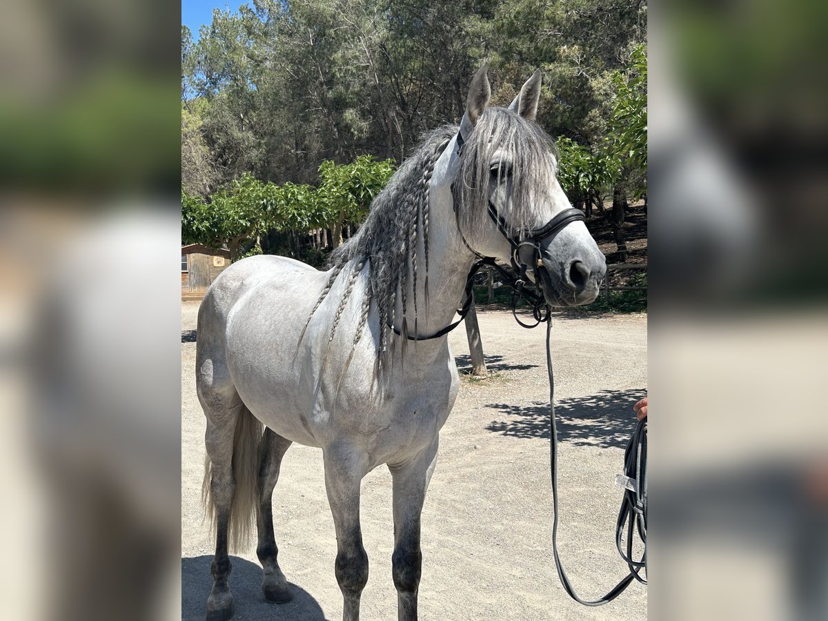 PRE Stallion 8 years 16,1 hh Gray in Barcelona