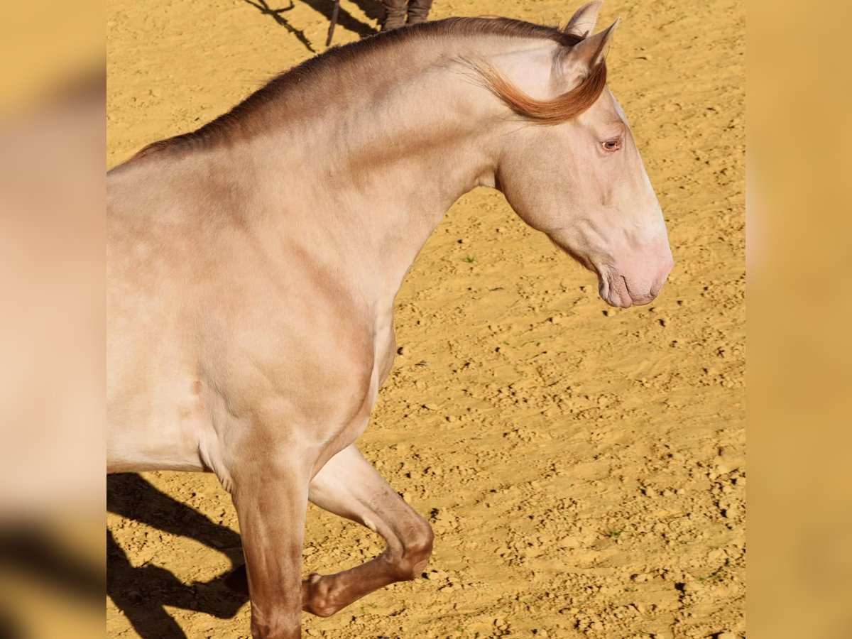 PRE Stallion 8 years 16,3 hh Perlino in La Puebla Del Rio