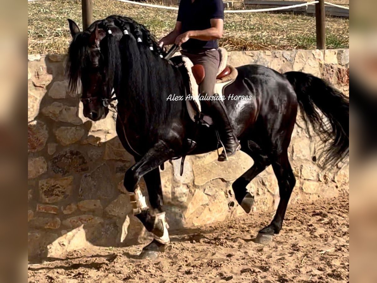 PRE Mix Stallion 8 years 16 hh Bay-Dark in Sevilla