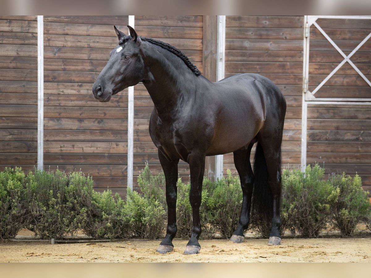 PRE Mix Stallion 8 years 16 hh in Jerez de la Frontera