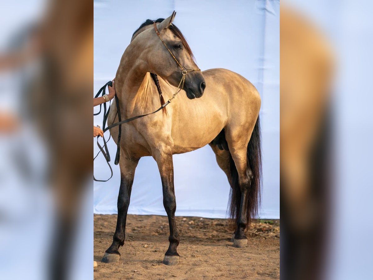 PRE Mix Stallion 8 years 16 hh Dun in Valencia