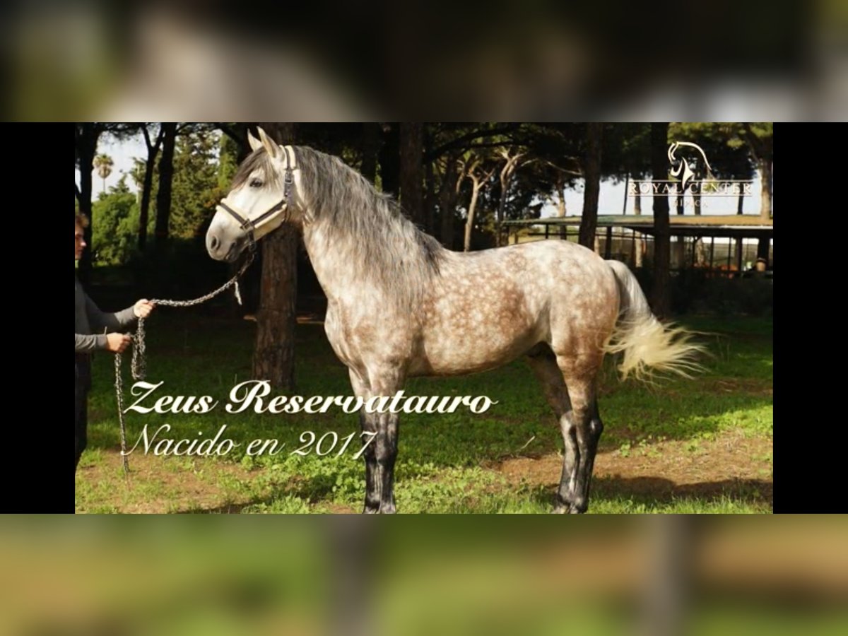 PRE Mix Stallion 8 years 16 hh Gray-Dapple in La Barrosa