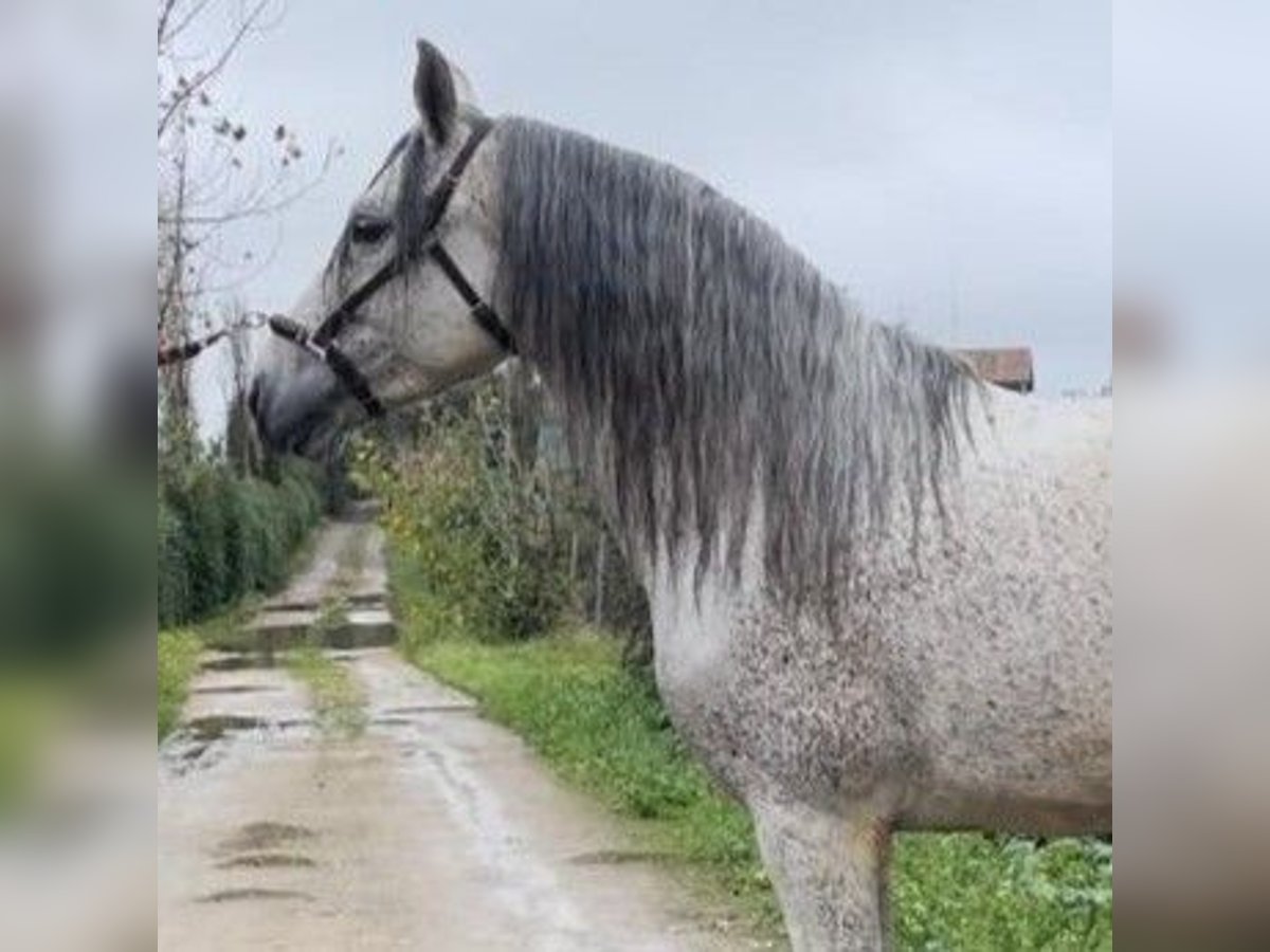 PRE Mix Stallion 8 years 16 hh Gray in Madrid