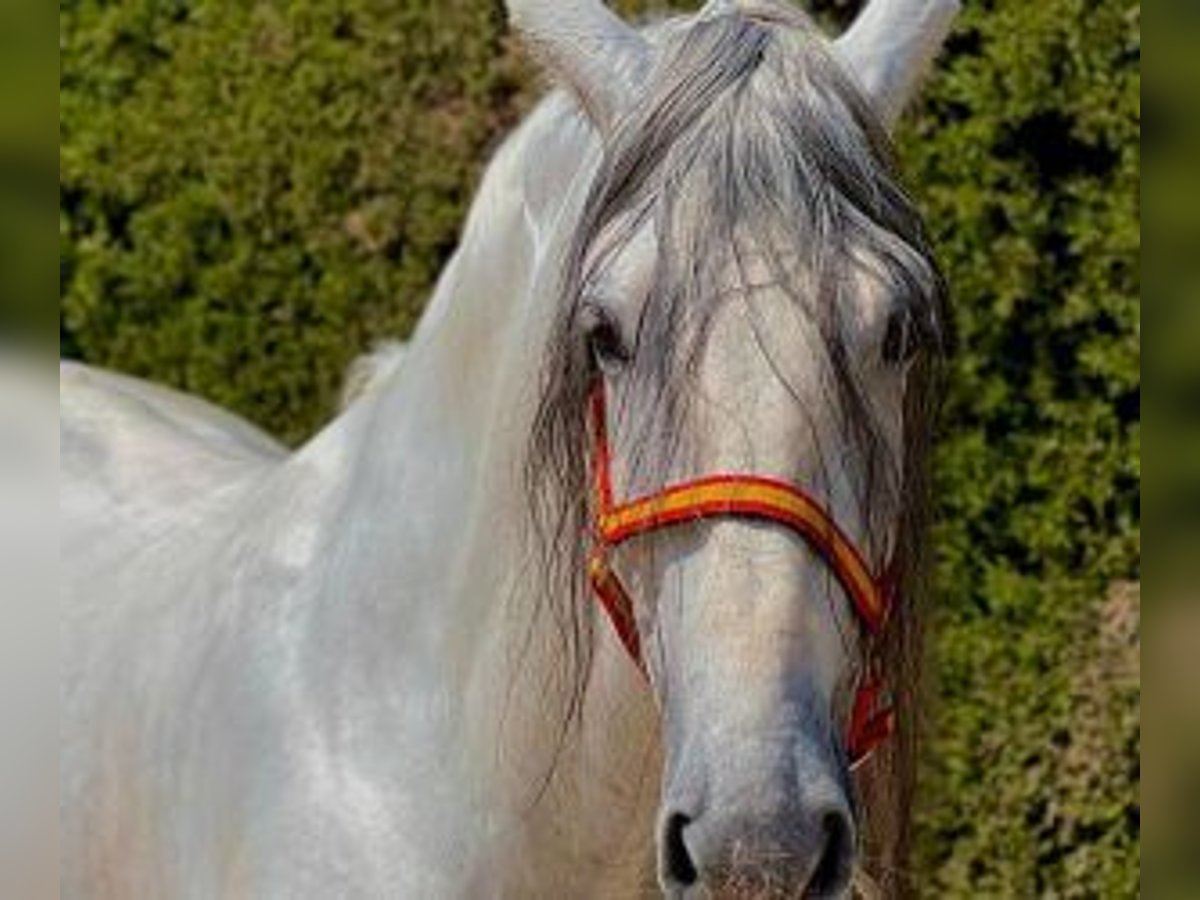 PRE Mix Stallion 8 years 16 hh Gray in Sevilla