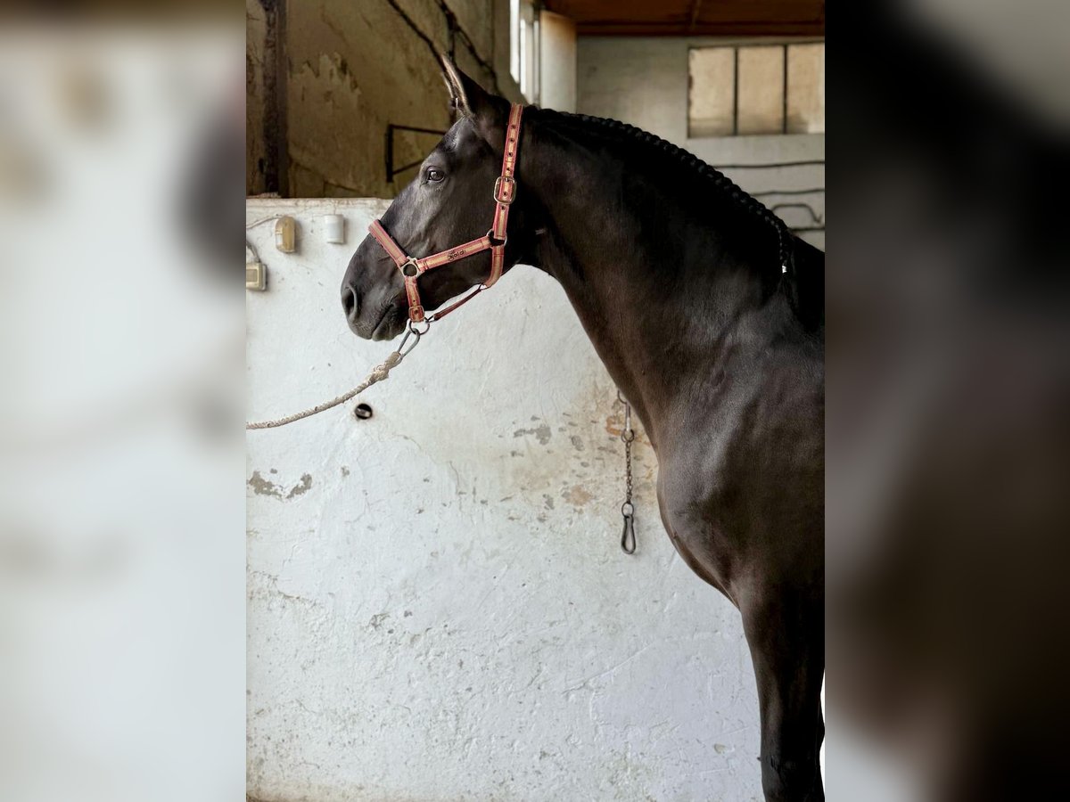 PRE Mix Stallion 8 years 16,1 hh Black in Murcia