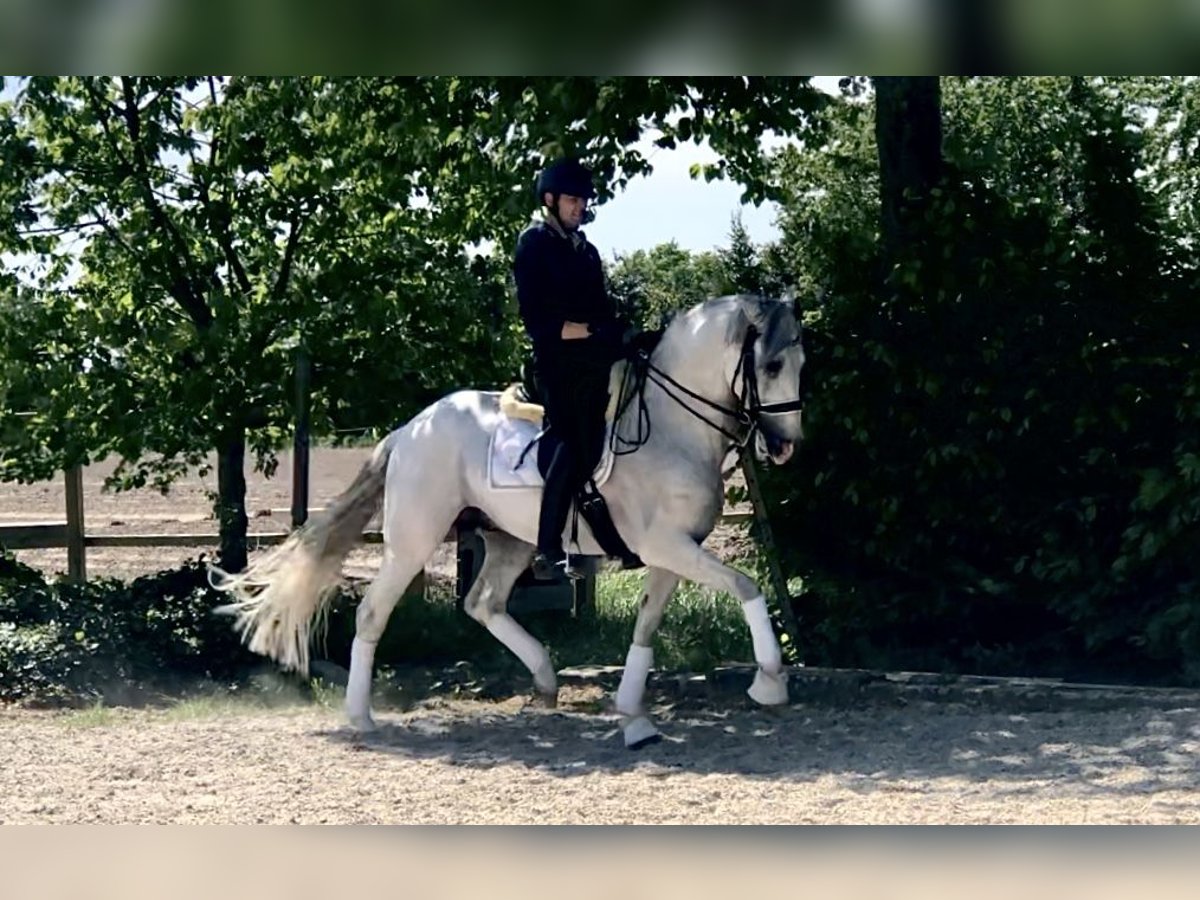 PRE Mix Stallion 8 years 16,1 hh Gray in Neeritter