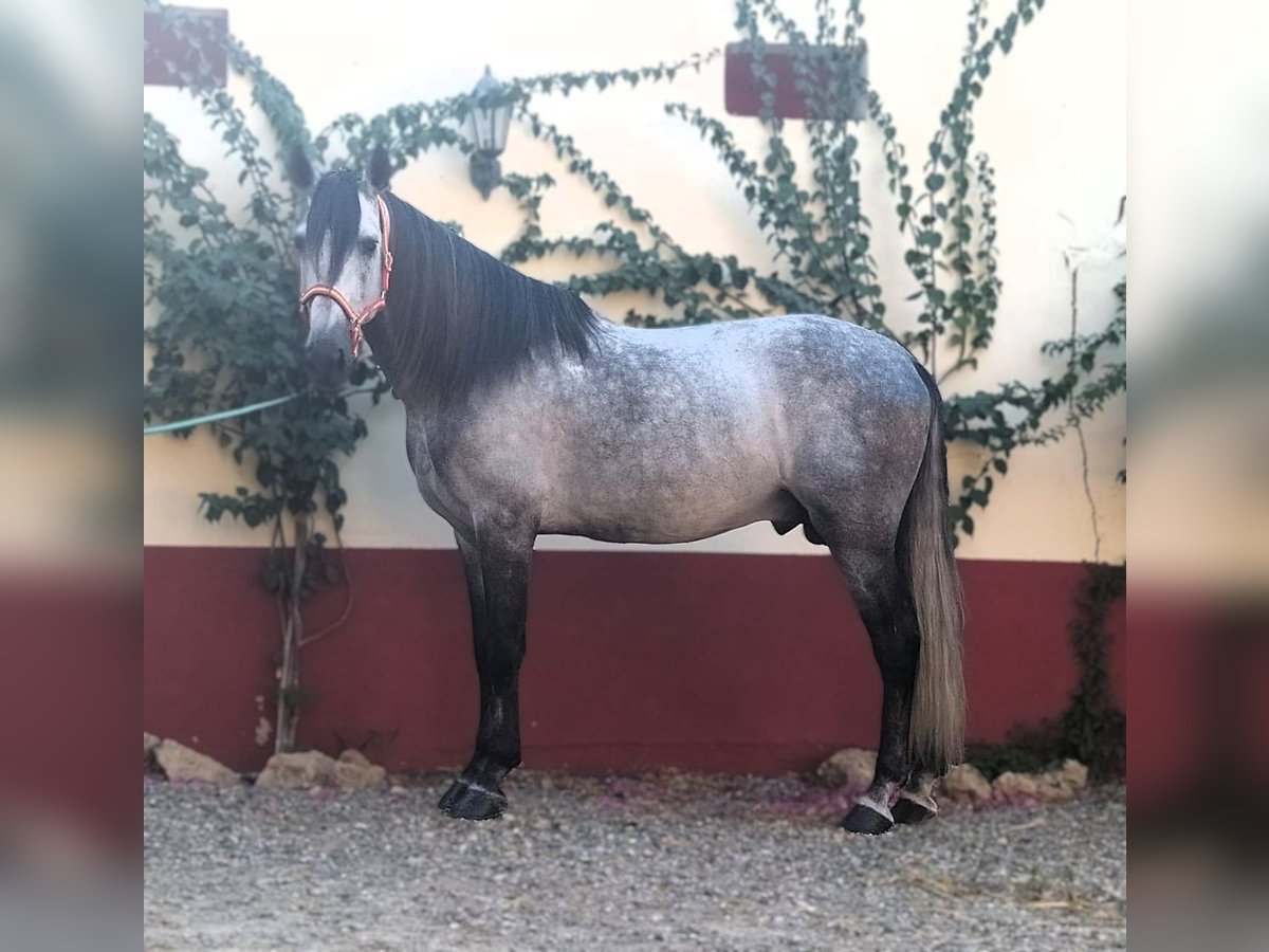 PRE Mix Stallion 8 years 16,1 hh Grey in AlcoluMalaga