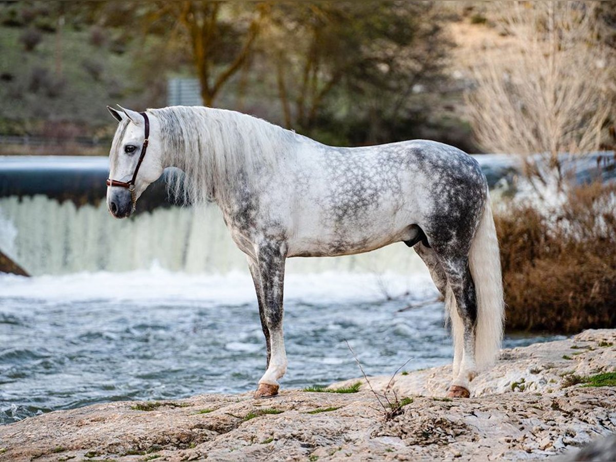 PRE Stallion 8 years 16,1 hh Grey in PALMA DEL RIO