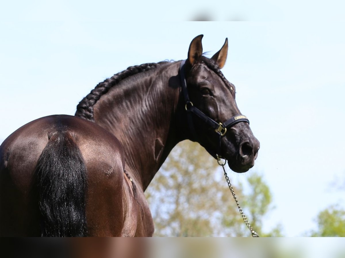 PRE Mix Stallion 8 years 16,1 hh in Nordhorn