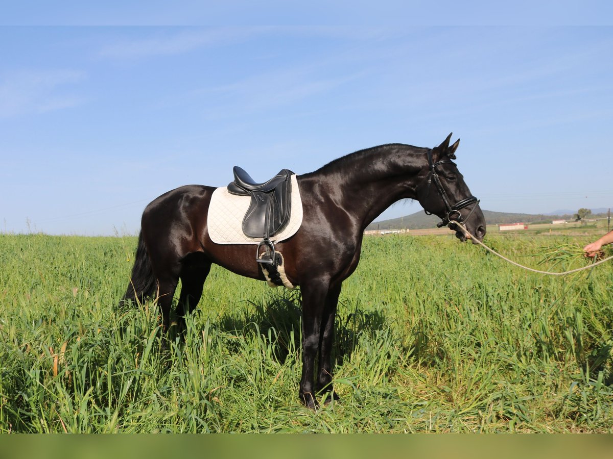 PRE Stallion 8 years 16,2 hh Black in Medellin