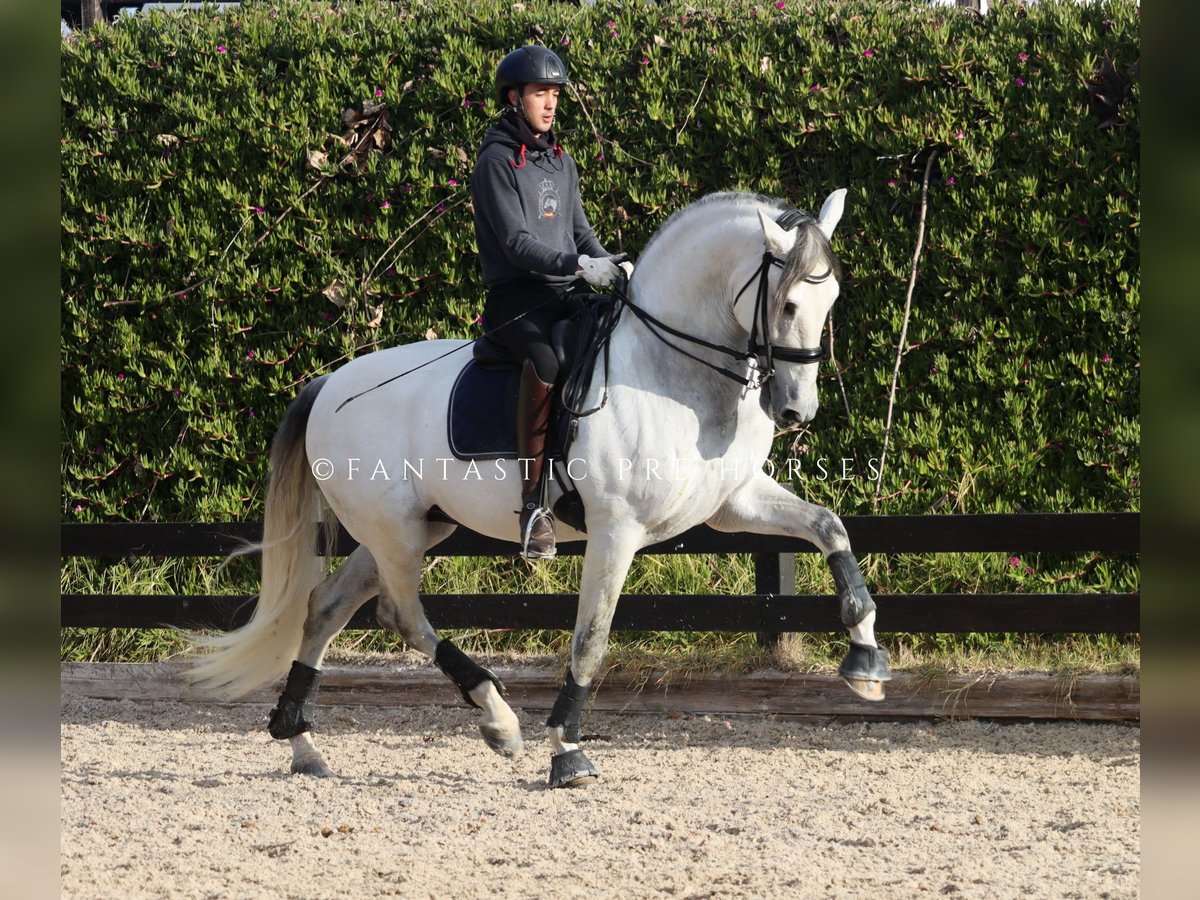 PRE Mix Stallion 8 years 16,2 hh Grey in Santa Perpetua de Mogoda