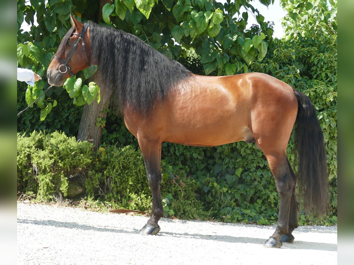 PRE Mix Stallion 8 years 16,3 hh Brown in Barcelona