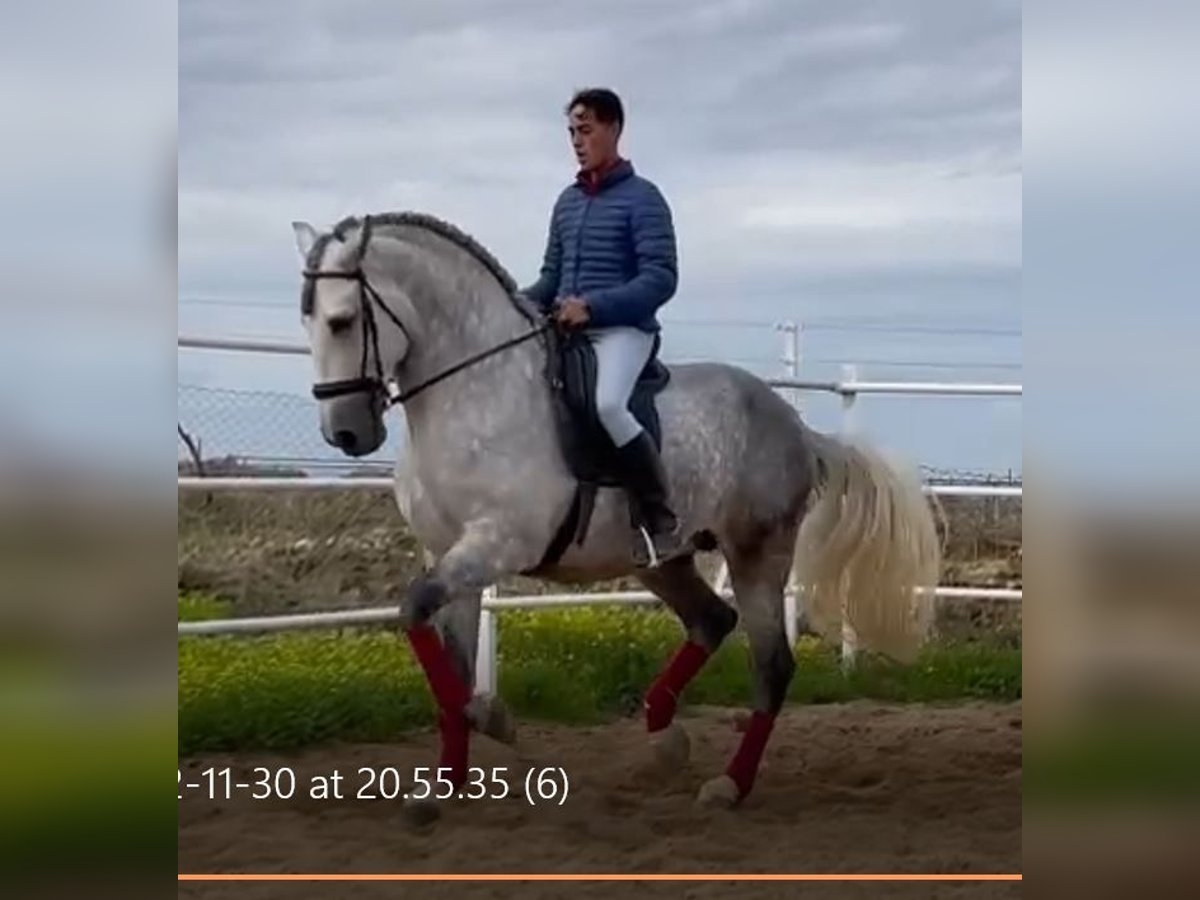 PRE Stallion 8 years 16,3 hh Grey-Fleabitten in NAVALVILLAR DE PELA