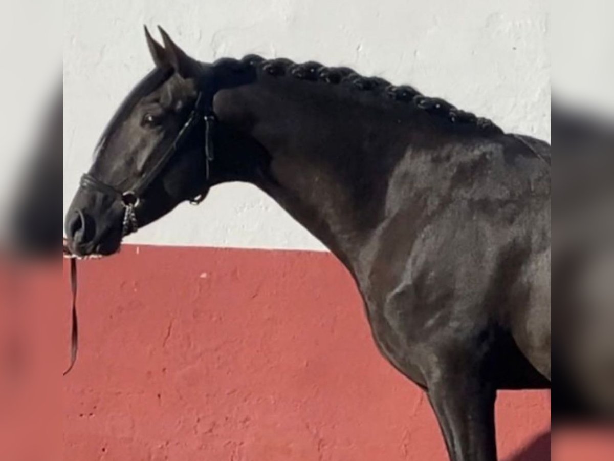 PRE Stallion 9 years 15,2 hh Black in Martfeld