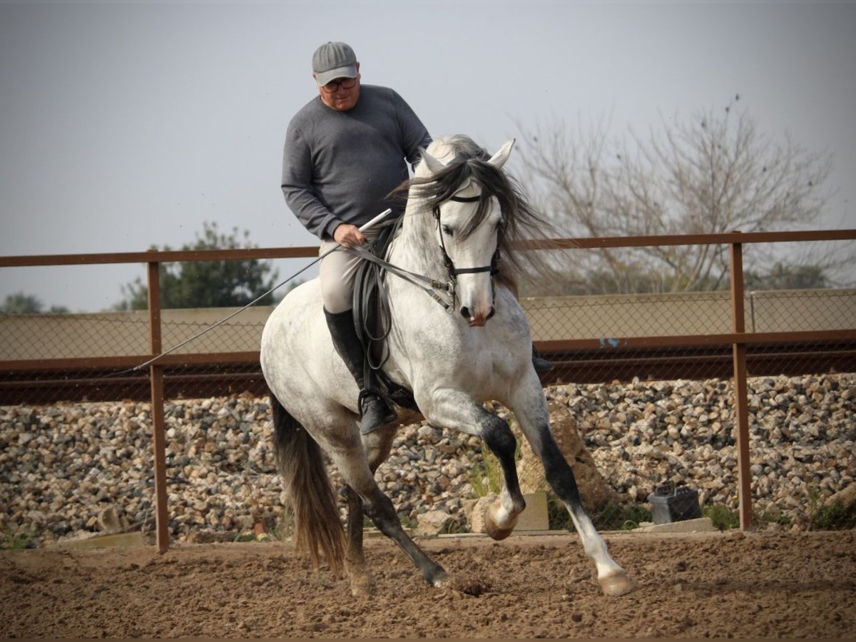 PRE Mix Stallion 9 years 15,2 hh Gray in Valencia