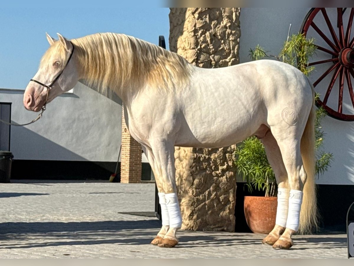 PRE Mix Stallion 9 years 15,2 hh Cremello in Martfeld