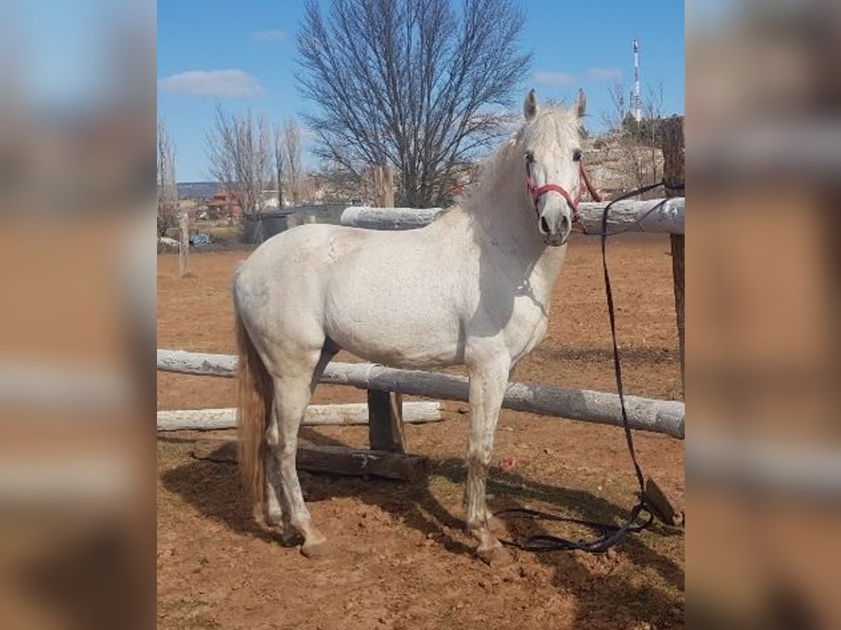 PRE Mix Stallion 9 years 15,3 hh Gray in Madrid