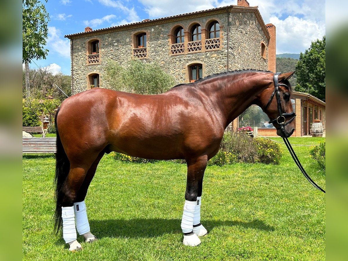 PRE Stallion 9 years 16,1 hh Brown in Barcelona