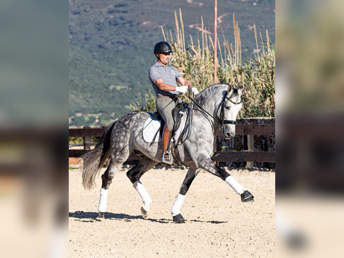 PRE Stallion 9 years 16,1 hh Gray-Dapple in Tarifa