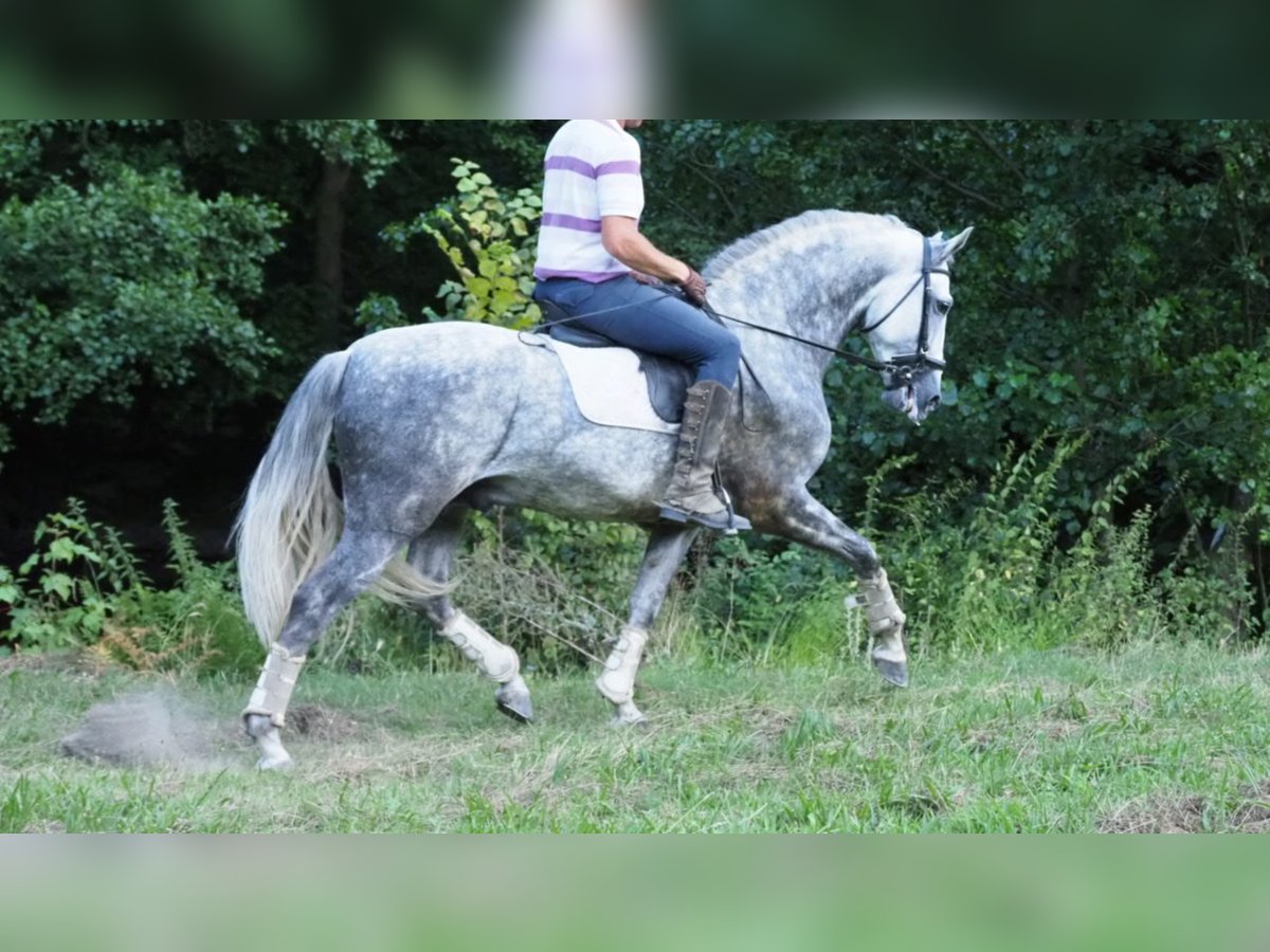 PRE Mix Stallion 9 years 16,1 hh Gray in NAVAS DEL MADRONO