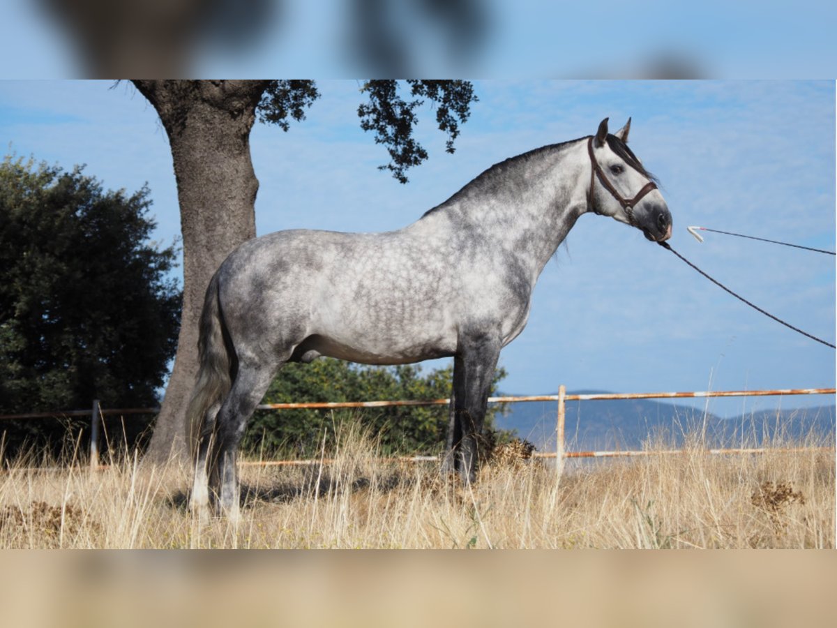 PRE Mix Stallion 9 years 16,1 hh Gray in NAVAS DEL MADRONO