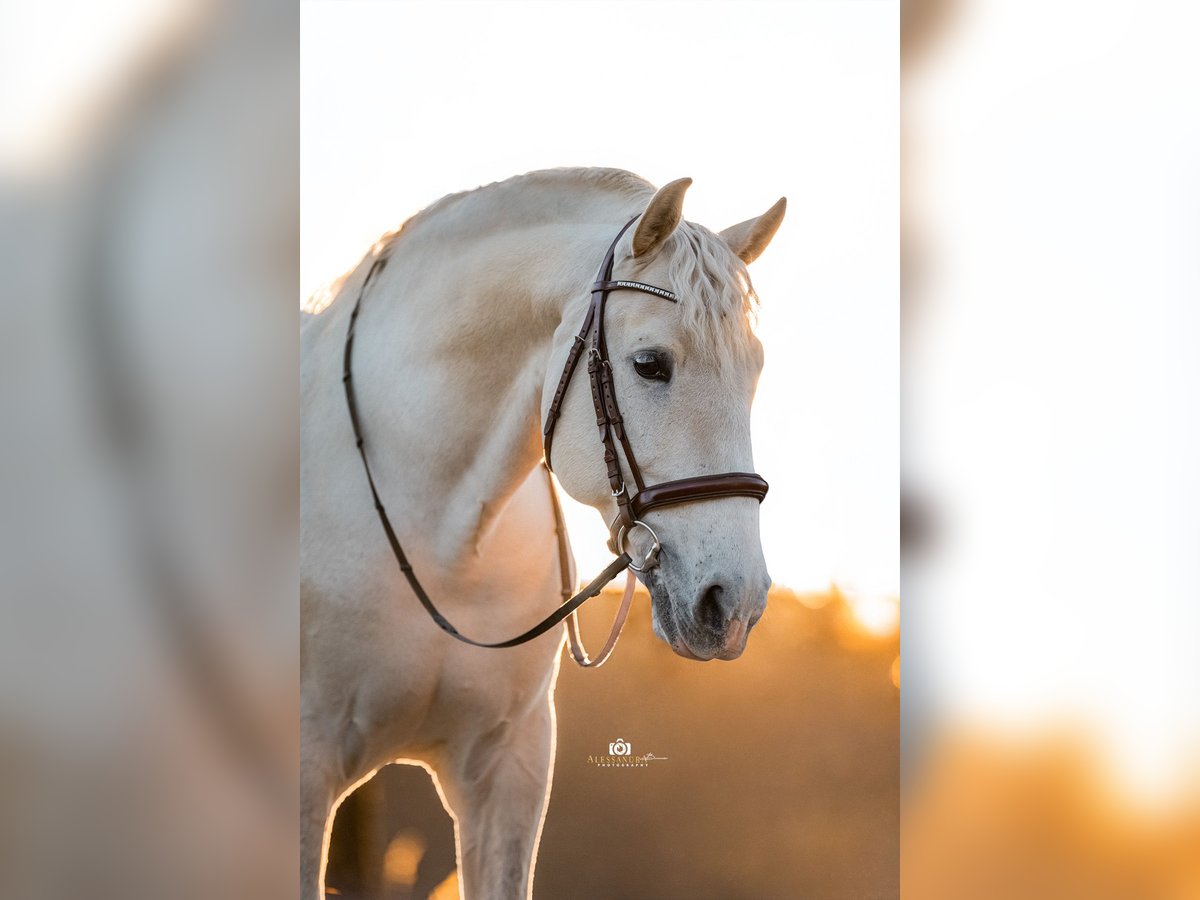 PRE Stallion 9 years 16,1 hh Gray in Zolling