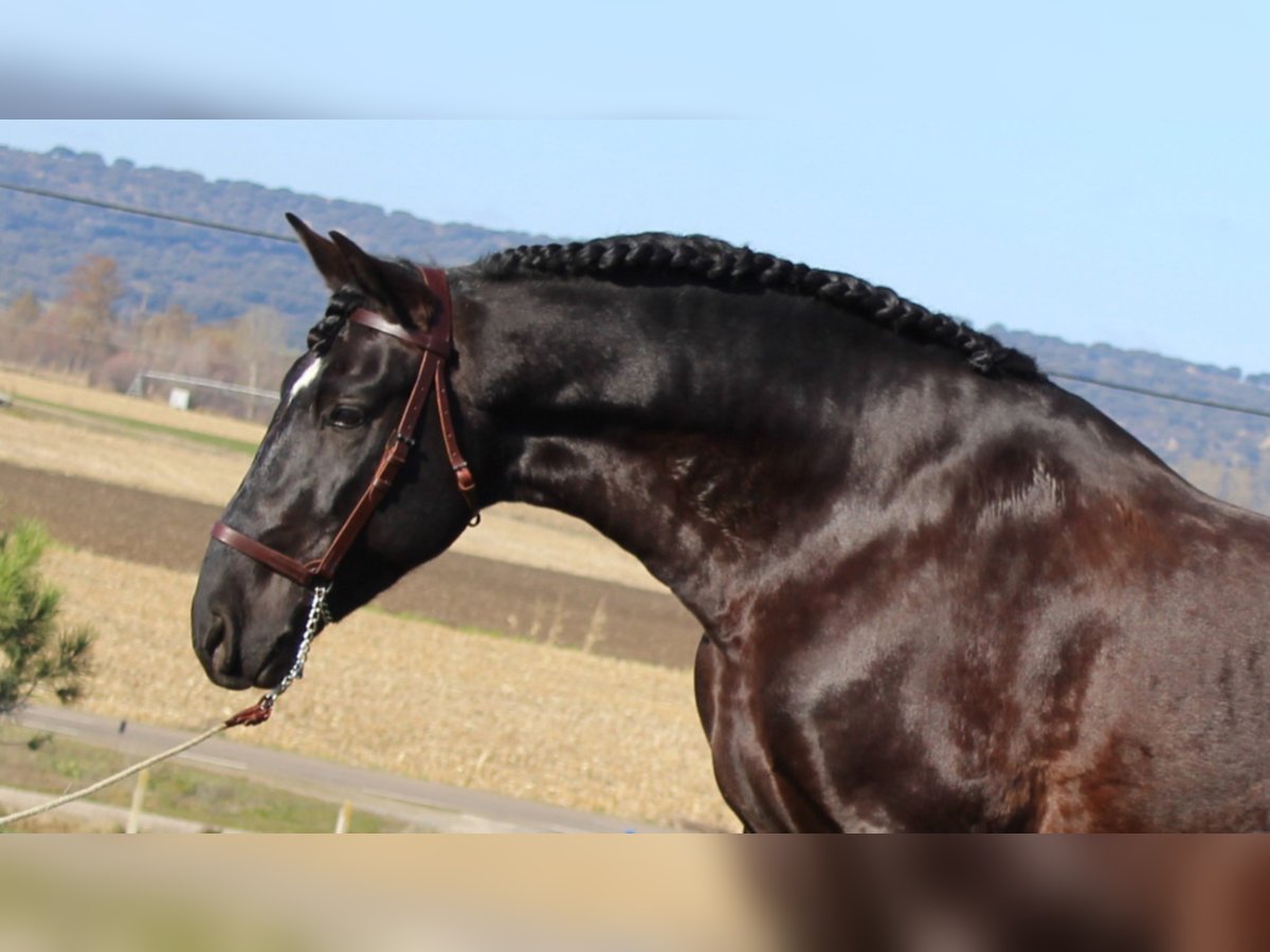 PRE Stallion 9 years 16,2 hh Black in NAVAS DEL MADRONO