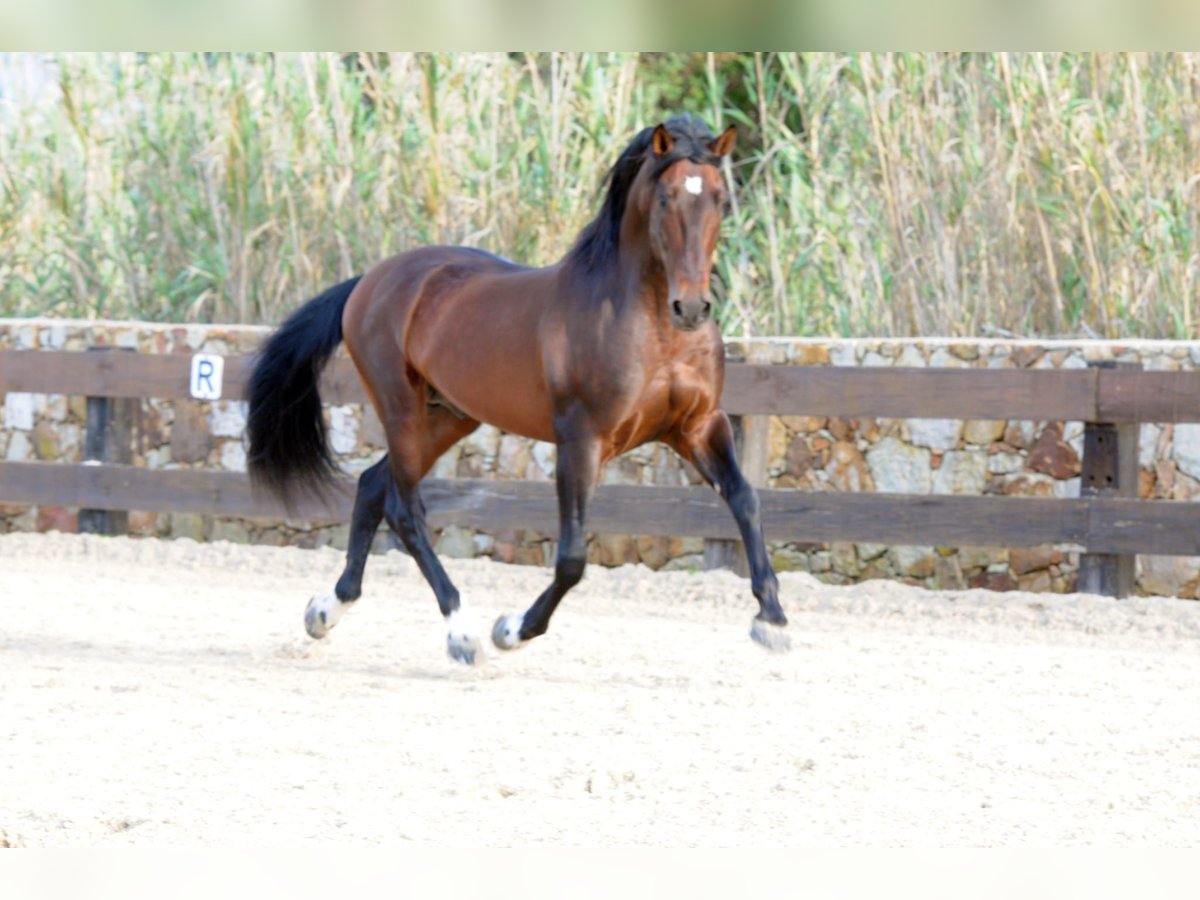 PRE Stallion 9 years 16,2 hh Brown in Tarifa