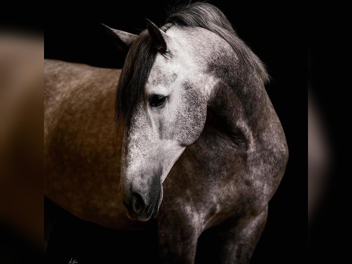 PRE Stallion 9 years 16,2 hh Gray in SEGOVIA