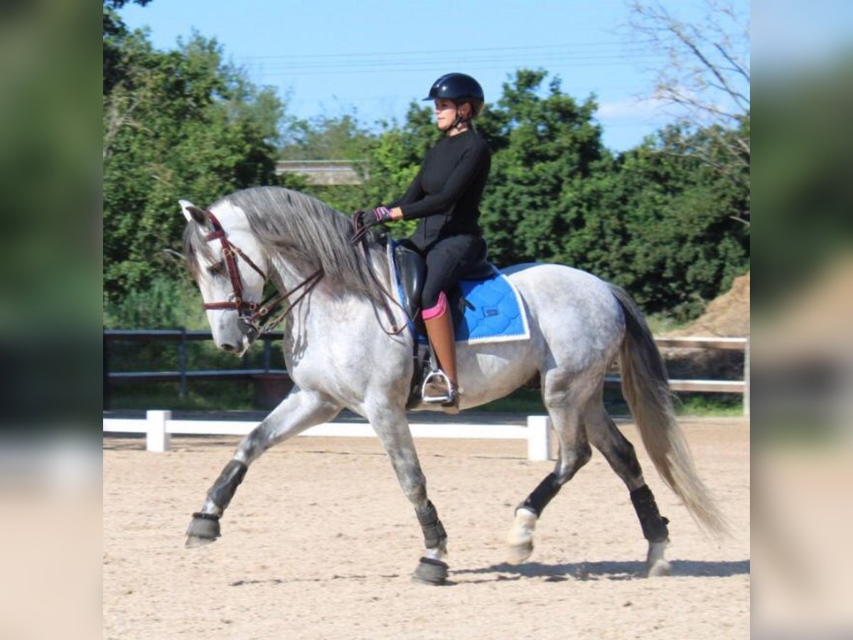 PRE Mix Stallion 9 years 16 hh Gray-Dapple in Martfeld