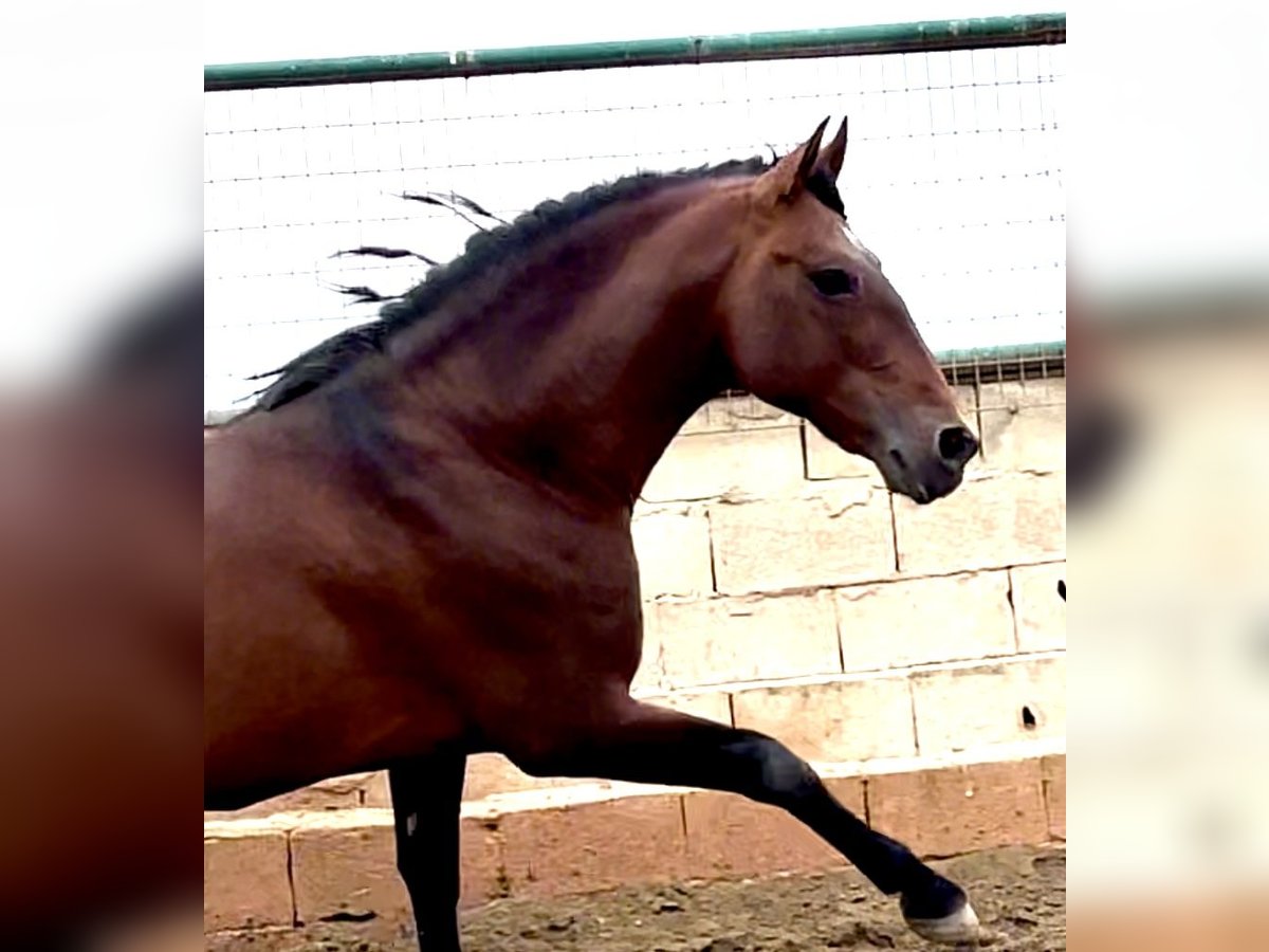 PRE Mix Stallion 9 years 16,1 hh Bay in Mijas